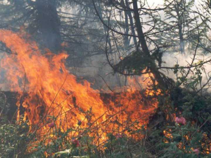 На поджигателей травы и виновников пожаров в Красноярском крае завели 1300 административных и 15 уголовных дел